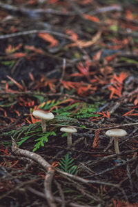 Close-up of mushroom growing outdoors