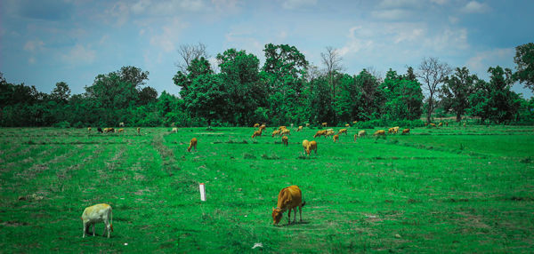 Cows grazing on field against sky