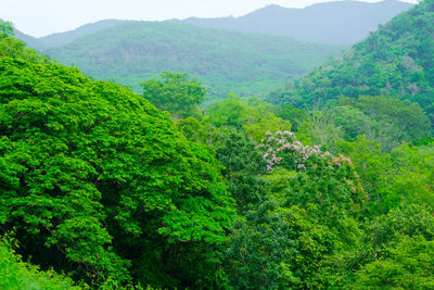 Scenic view of forest