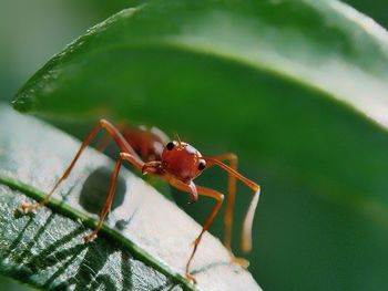 Close-up of ant on leaf