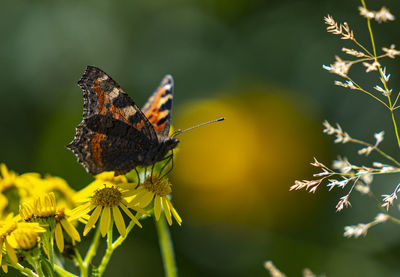 Close-up of butterfly pollinating on flower