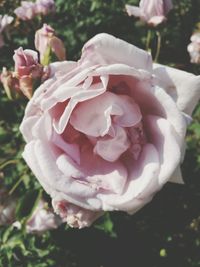 Close-up of pink rose blooming outdoors