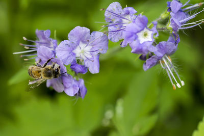 Close-up of honey bee pollinating on purple flower