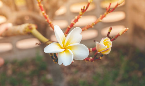 Close-up of white flowering plant