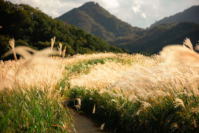 Scenic view of field against mountain