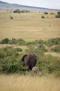 View of elephant in field
