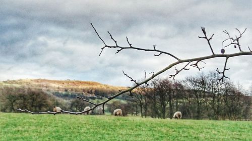 Birds grazing on field against sky