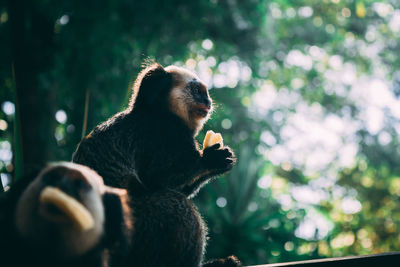 Low angle view of monkey on a tree