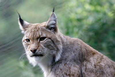 Close-up portrait of puma