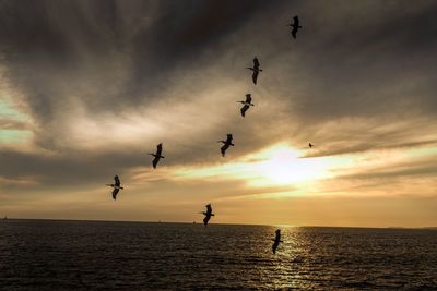 Silhouette birds flying over sea against sky during sunset