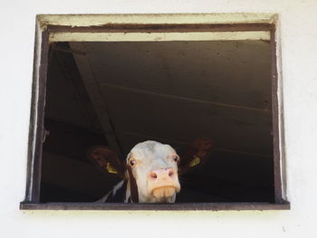 Portrait of dog peeking through window