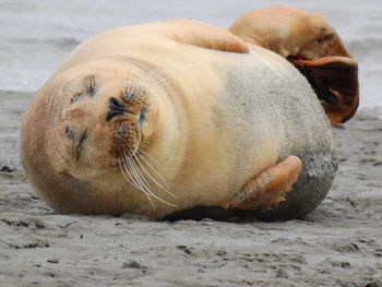 Close-up of animal sleeping on beach
