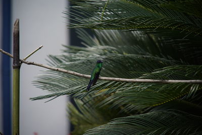 View of bird on palm tree