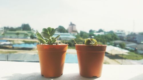 Close-up of potted plant on table