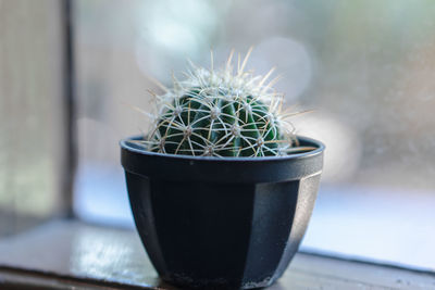 Close-up of potted plant on window sill