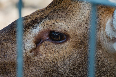 Close-up of a horse