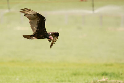 Close-up of eagle flying over field