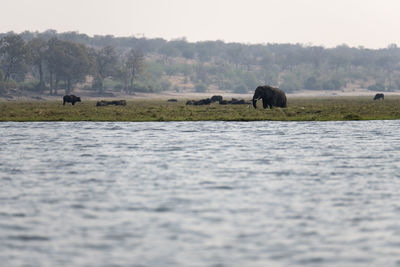View of elephant in the lake 