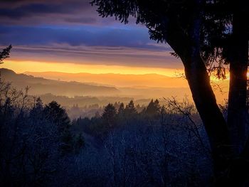 Silhouette trees against sky during sunset