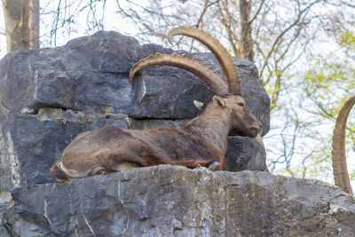 View of an animal on rock