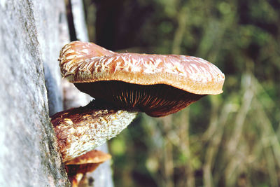 Close-up of mushroom growing on tree trunk