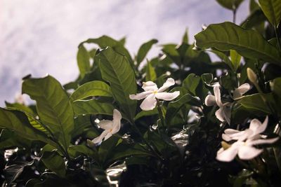 Close-up of white flowers growing on plant