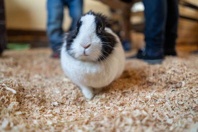 Low section of man walking on floor