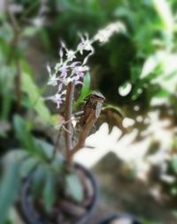 Close-up of insect on flower