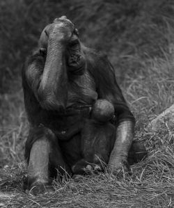 Close-up of monkey sitting on grass