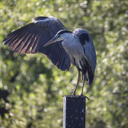 Close-up of gray heron perching on wooden post