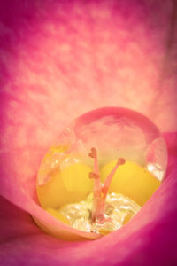 Close-up of pink flower