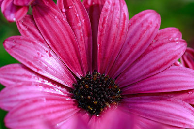 Close-up of pink flower