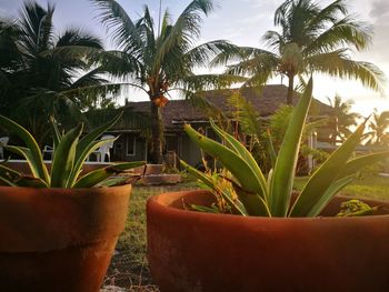 Potted plants and palm trees against sky