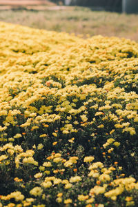 Close-up of plants on field