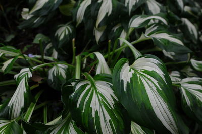 Close-up of fresh green plant