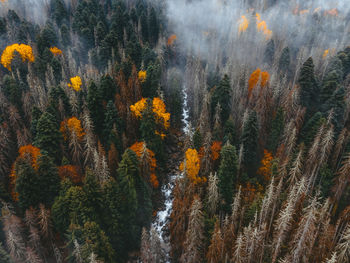 View of pine trees in forest