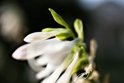 Close-up of white flowering plant