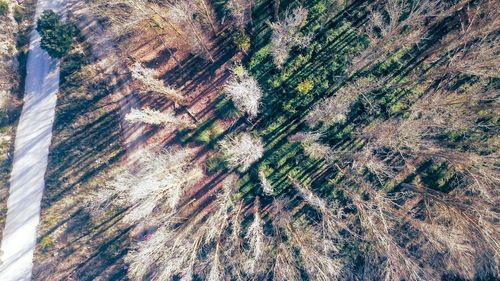 High angle view of trees on landscape