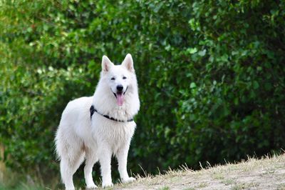 Portrait of dog standing on field