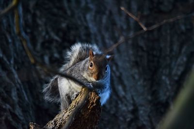 Close-up of squirrel on tree trunk