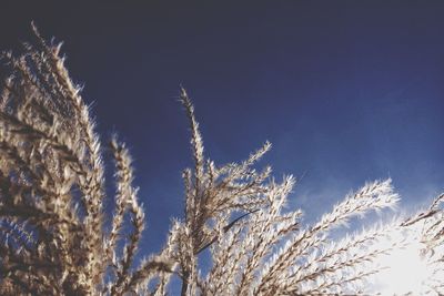 Low angle view of tree against blue sky