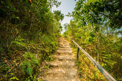 Footpath amidst trees in forest