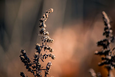 Close-up of wilted plant against sky at sunset