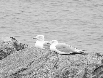 Seagull perching on rock