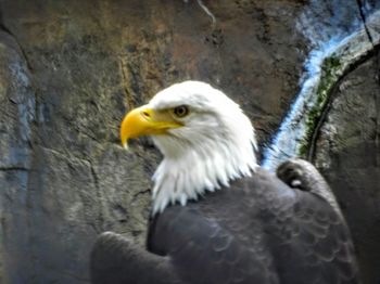 Close-up of white bird