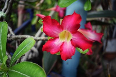 Close-up of pink flowering plant