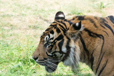 Tiger looking away on field