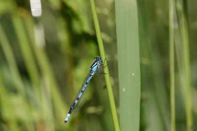 Close-up of insect on grass