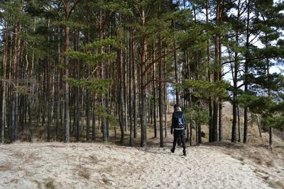 Rear view of woman walking amidst trees in forest