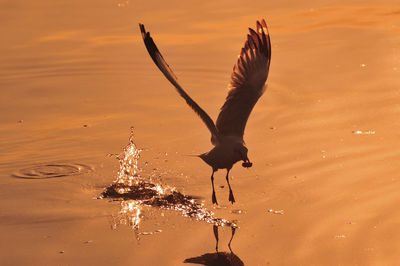 Close-up of bird against lake during sunset
